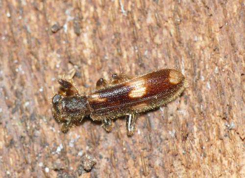 Opilo mollis